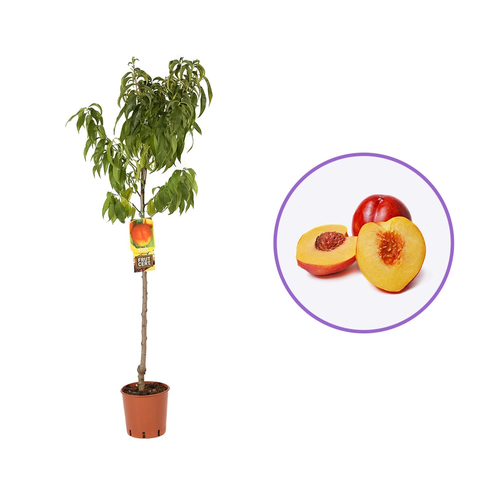 Нектарина (Prunus Persica) Noce Venus с червено-жълти плодове, втора година на плододаване