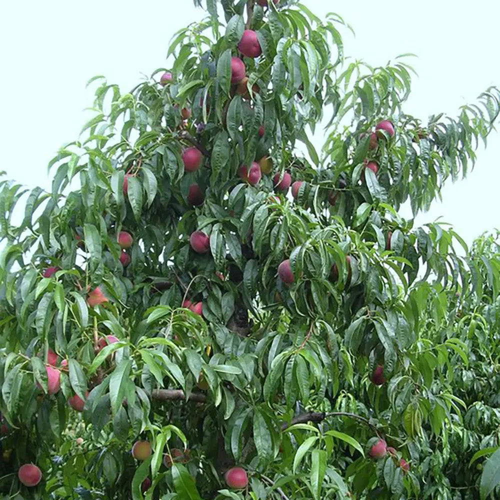Piersic (Prunus Persica) Rich Lady cu fructe burgundii, an 2 pe rod