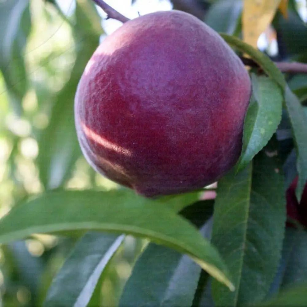 Piersic (Prunus Persica) Rich Lady cu fructe burgundii, an 2 pe rod
