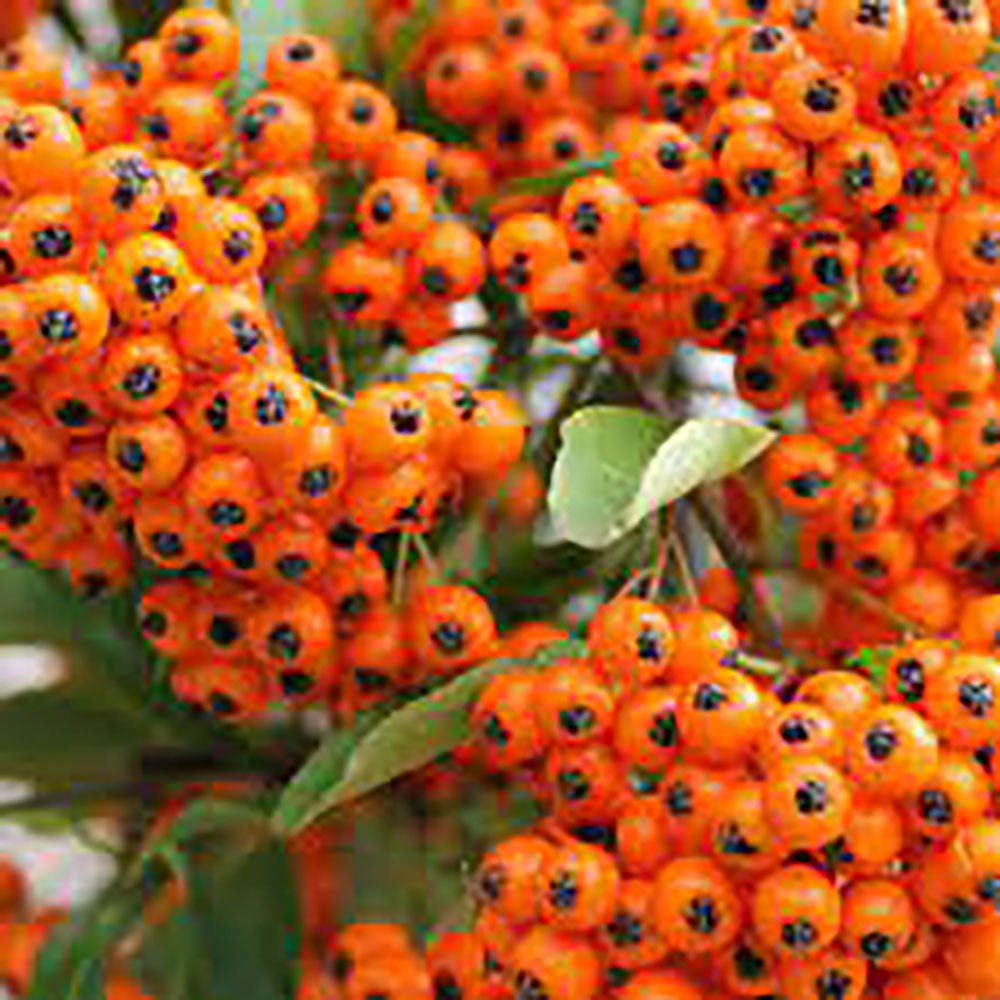 Catina Ornamentala portocaliu (Pyrachanta Orange Glow)
