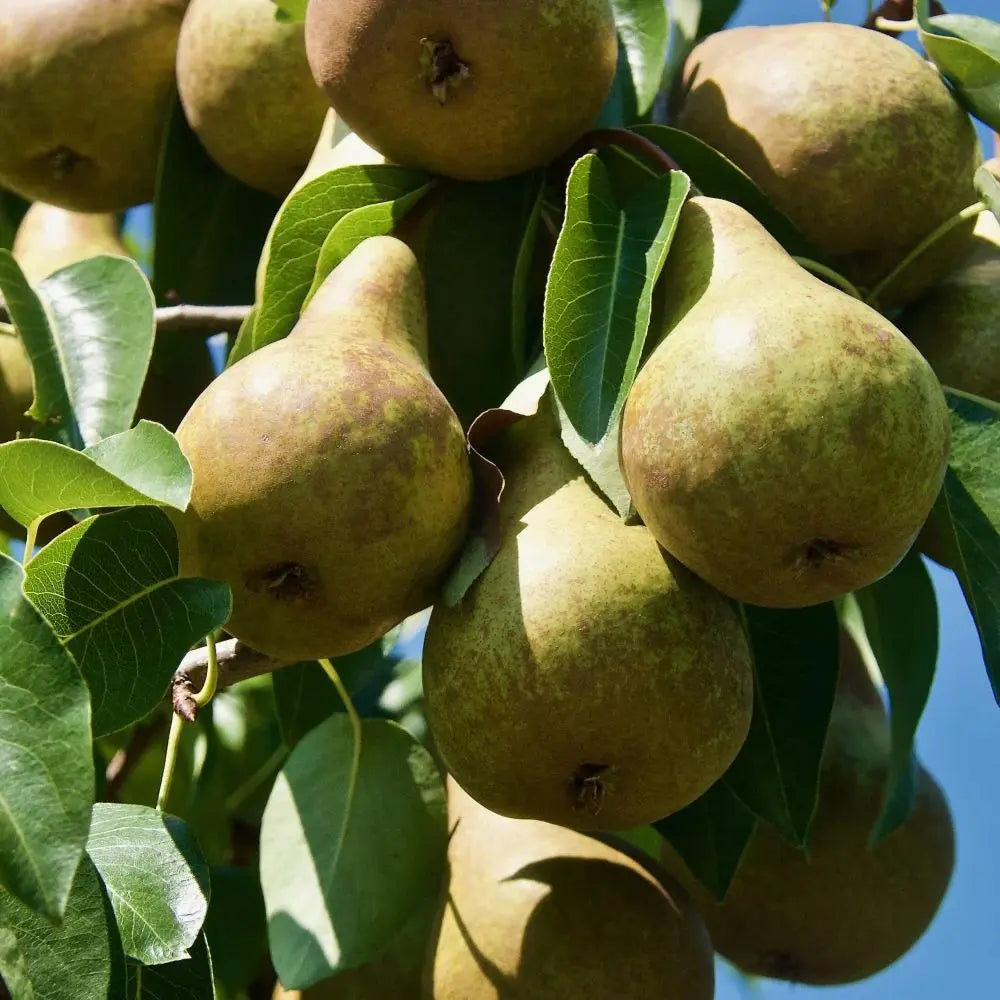 Par (Pyrus Communis) Abate, cu fructe galbene-verzui dulci aromat, an 2 pe rod