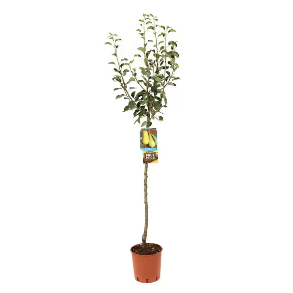 Par (Pyrus Communis) Bella Di Giugno, cu fructe verzi-roscat dulci-acrisor, an 2 pe rod