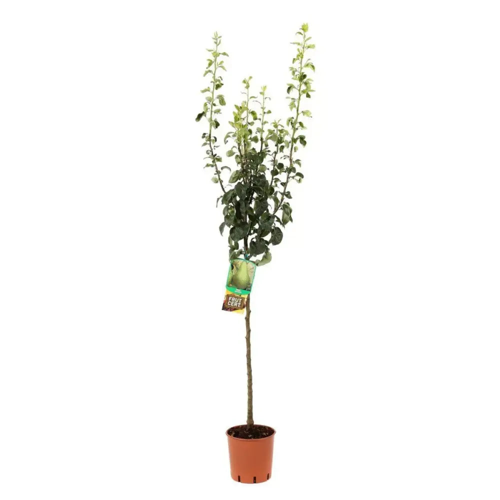 Par (Pyrus Communis) Broccolina, cu fructe verzi-galbui dulci, an 2 pe rod