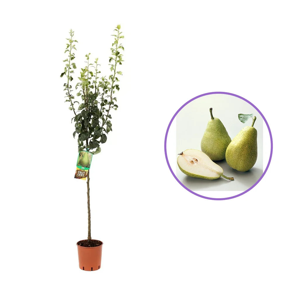 Par (Pyrus Communis) Broccolina, cu fructe verzi-galbui dulci, an 2 pe rod