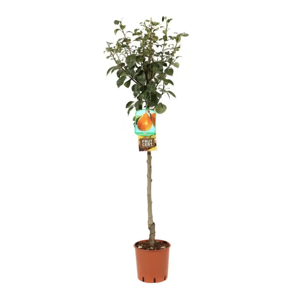 Par (Pyrus Communis) Butirra D'Anjou, cu fructe galbene-verzui dulci, an 2 pe rod