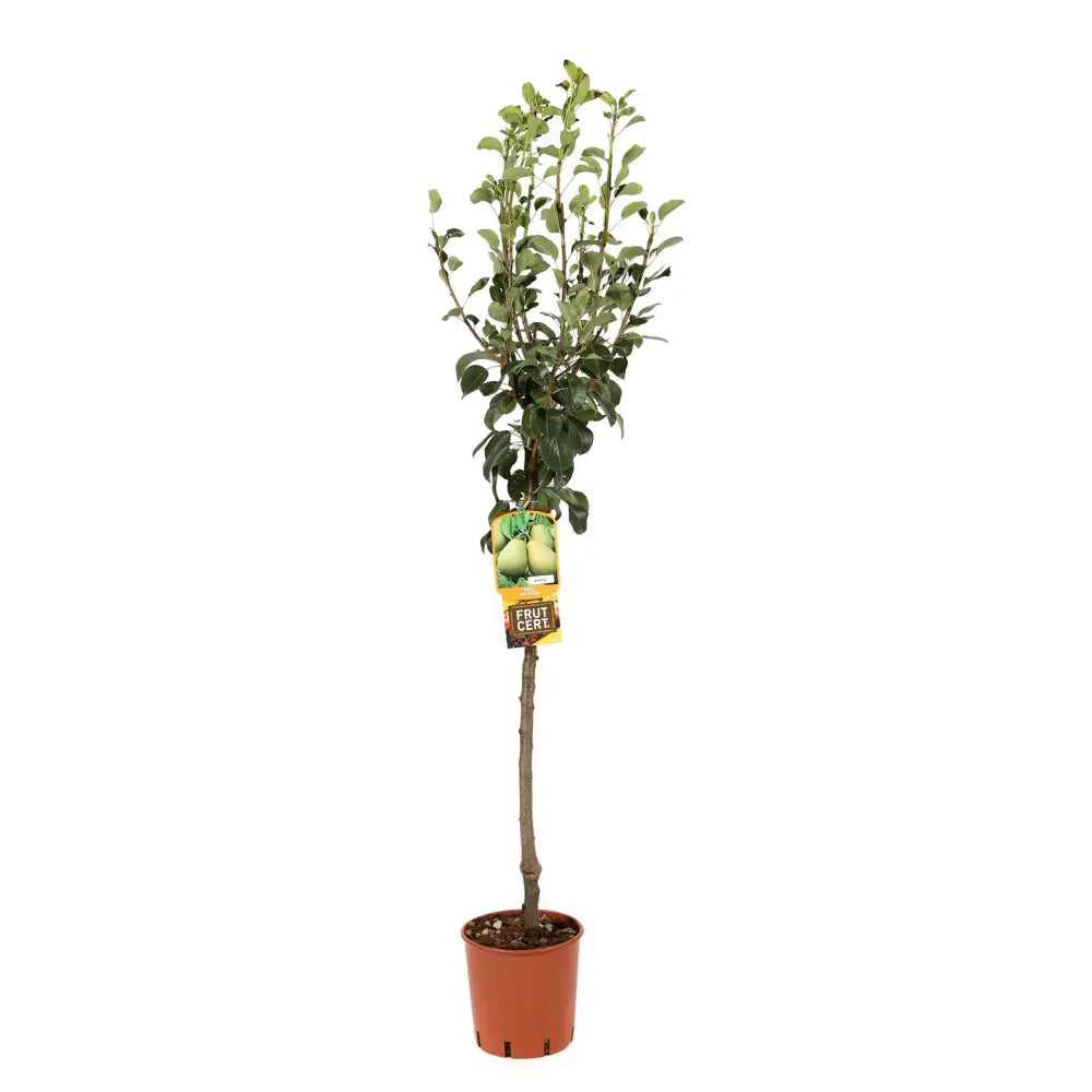 Par (Pyrus Communis) Carmen, cu fructe galbene-verzui dulci, an 2 pe rod