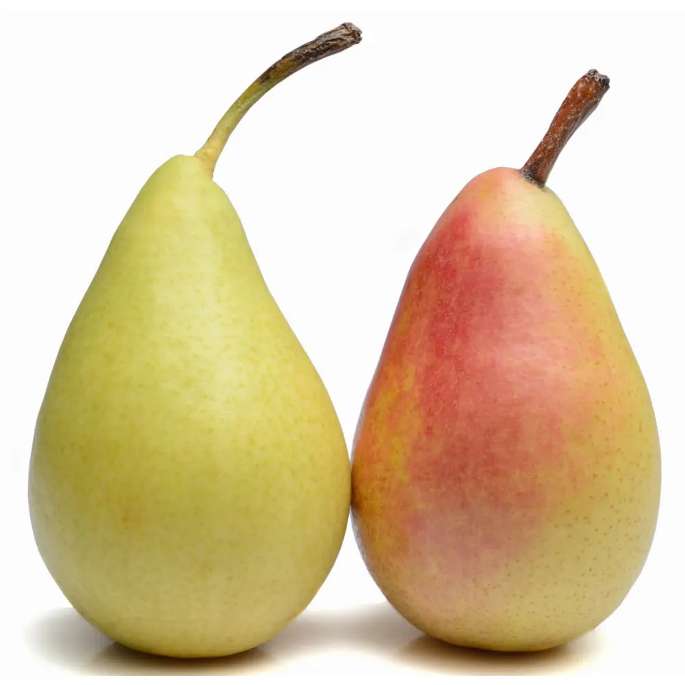 Par (Pyrus Communis) Coscia, cu fructe galbene-roscat dulci, an 2 pe rod