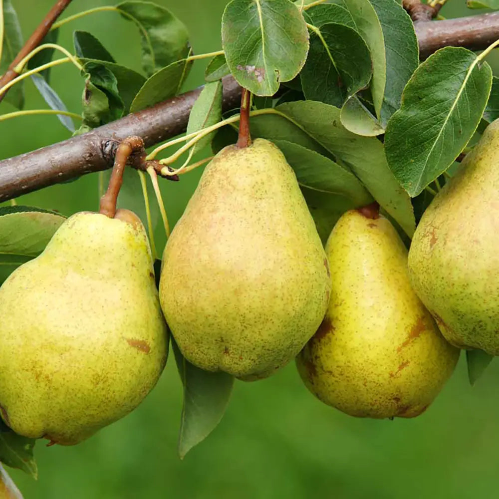 Par (Pyrus Communis) San Giovanni, cu fructe galbene-verzui dulci-acrisor, an 2 pe rod