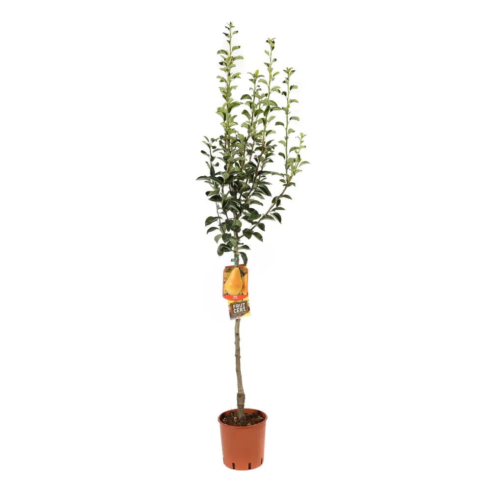 Par (Pyrus Communis) William Bianca, cu fructe galbene dulci-acrisor, an 2 pe rod