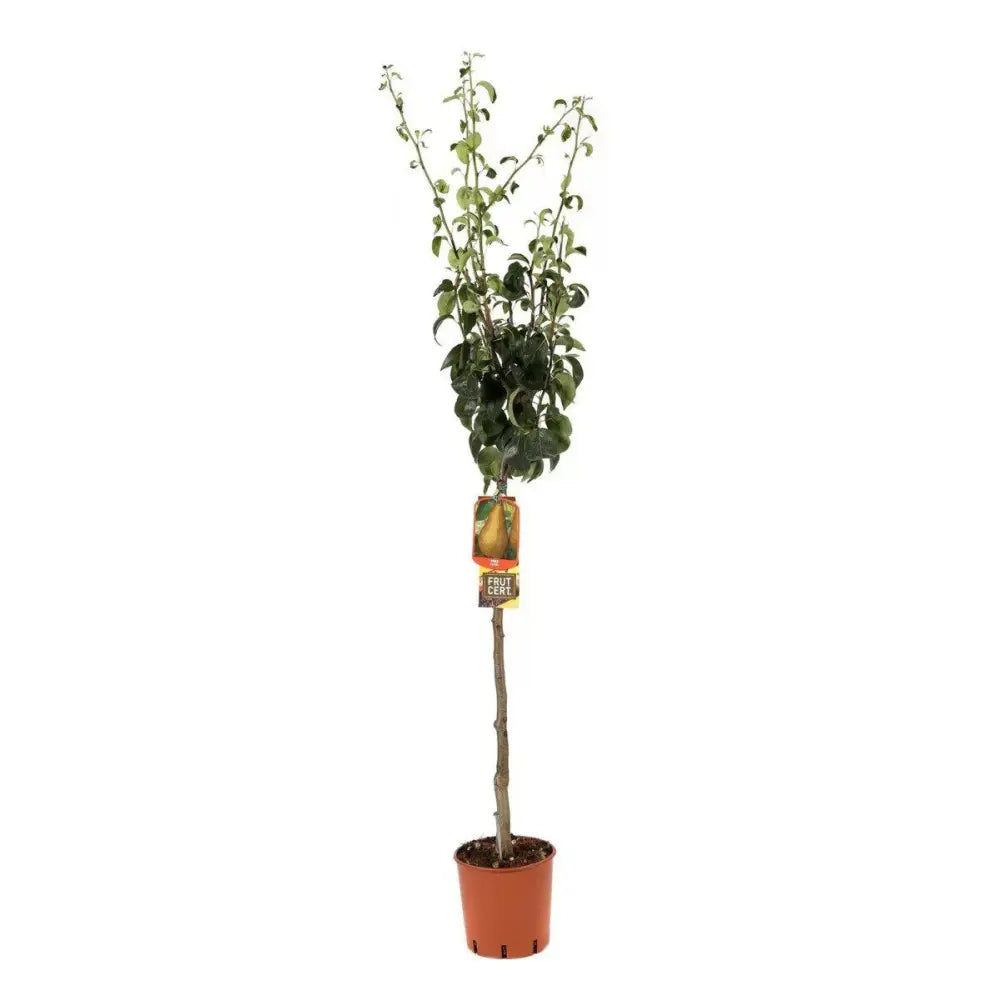 Круша (Pyrus communis) Kaiser, със сладки ароматни кафяво-ръждиви плодове, във втора