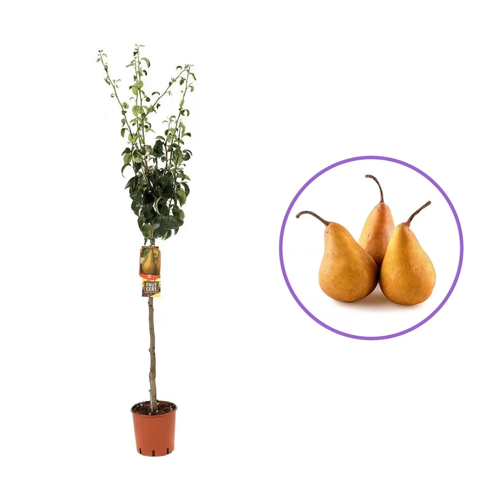 Круша (Pyrus communis) Kaiser, със сладки ароматни кафяво-ръждиви плодове, във втора