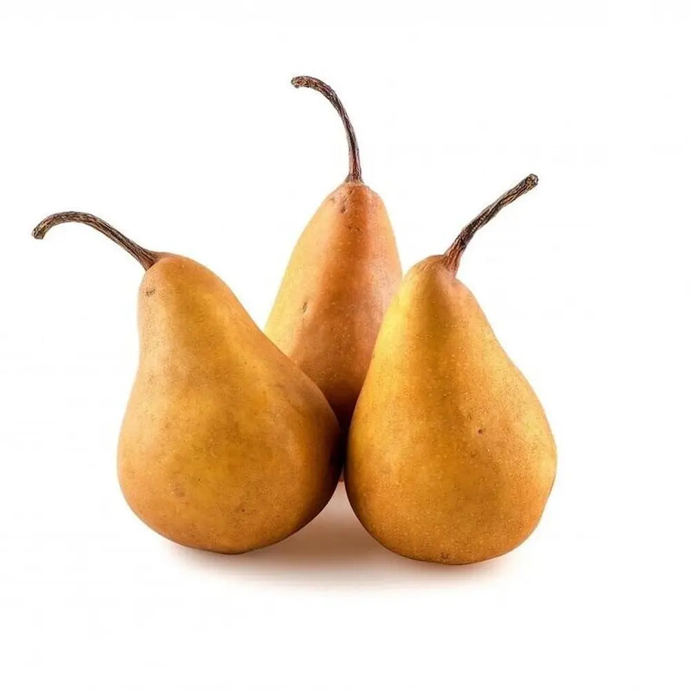 Круша (Pyrus communis) Kaiser, със сладки ароматни кафяво-ръждиви плодове, във втора