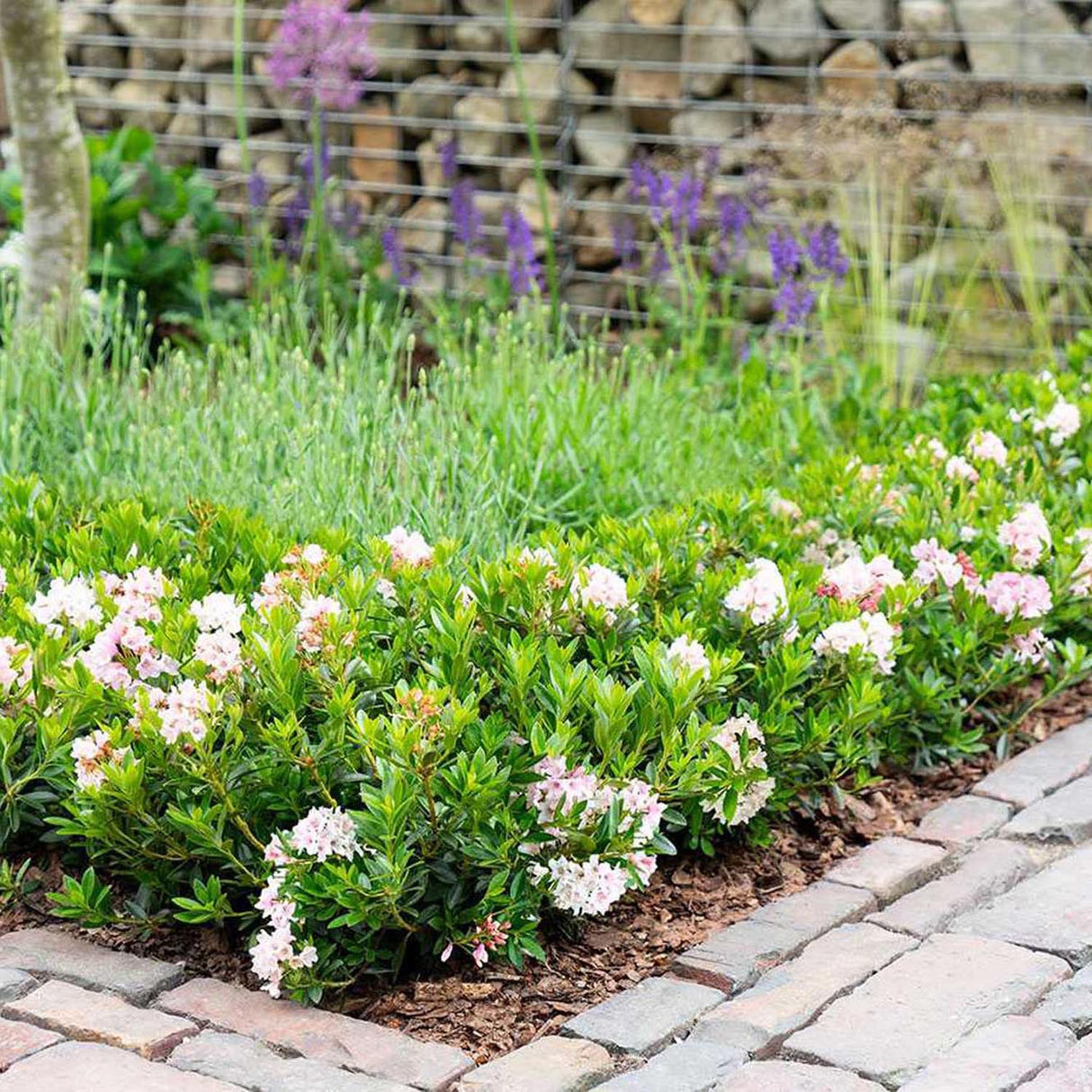 Azaleea japoneza (Rhododendron) Bloombux, cu flori roz-crem
