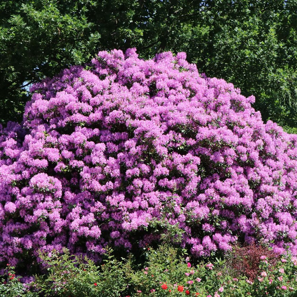 Azaleea japoneza (Rhododendron) Catawbiense Grandiflorum, cu flori violet-inchis