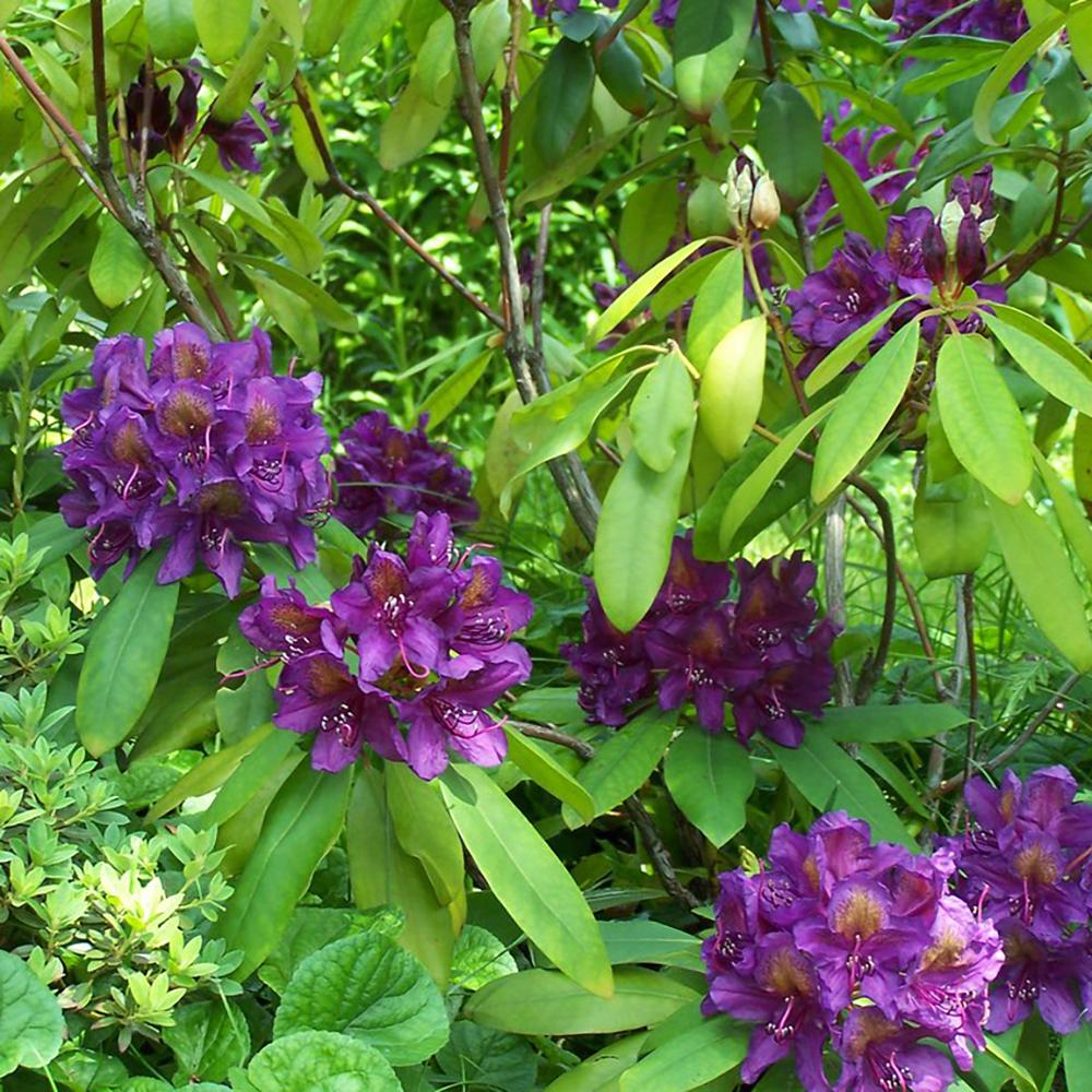 Azaleea japoneza (Rhododendron) Marcel Menard, cu flori purpurii-intunecate