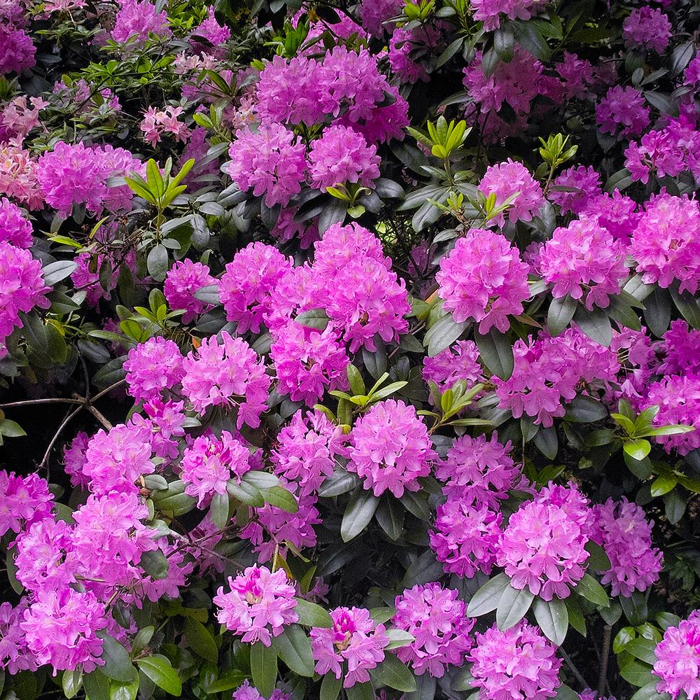 Azaleea japoneza (Rhododendron) Roseum Elegans, cu flori roz-lila