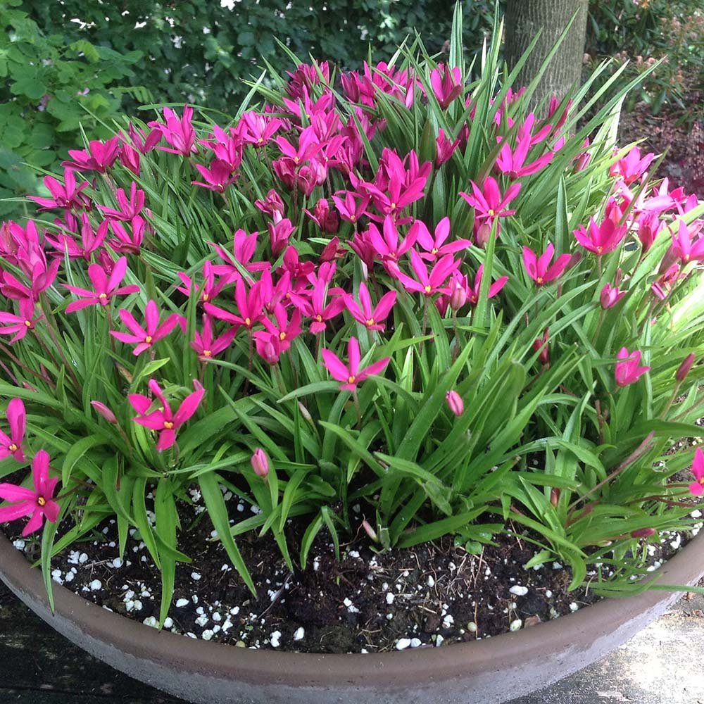 Rhodoxis Fairy Tale