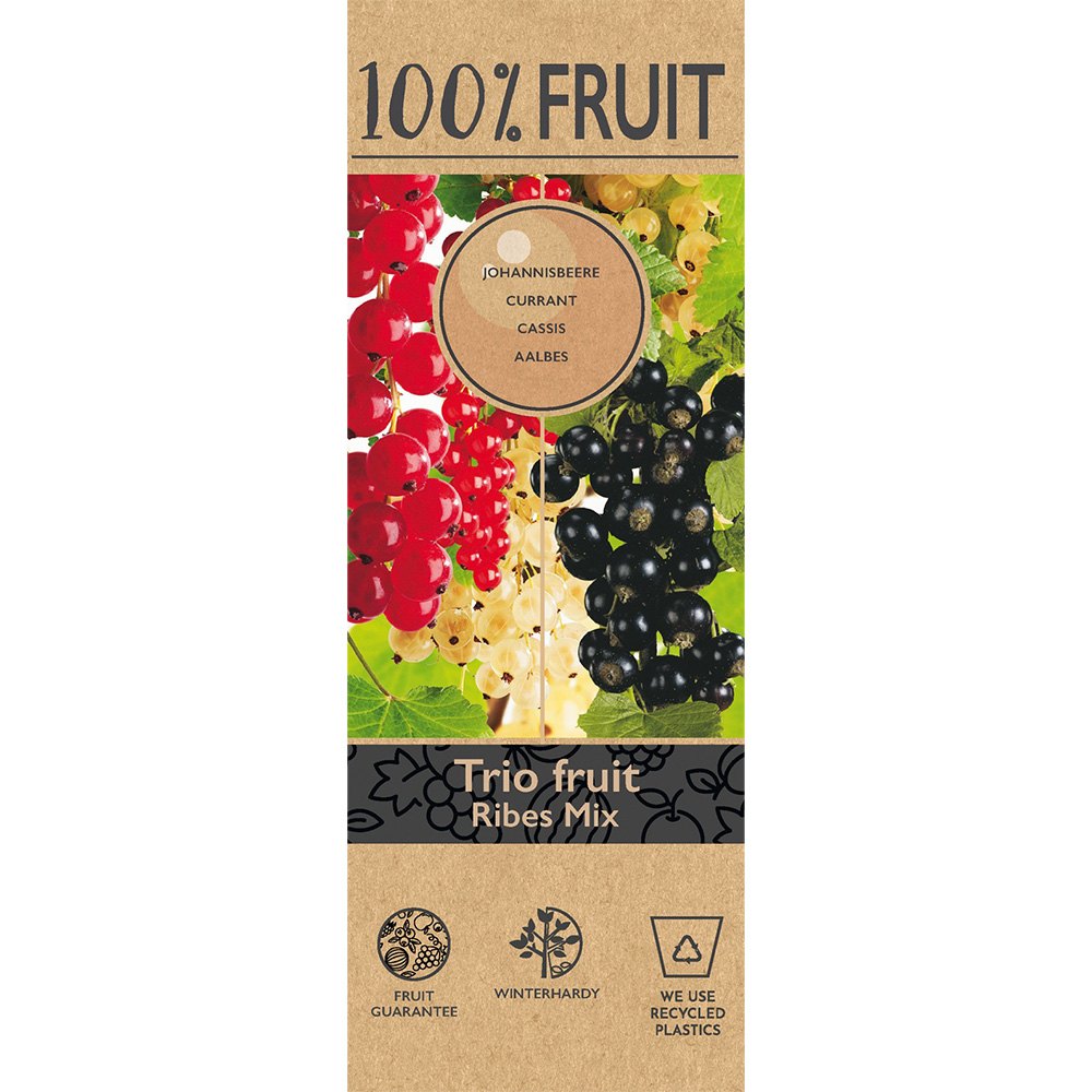 Касис Trio (Ribes), червени, черни и жълти плодове на един храст