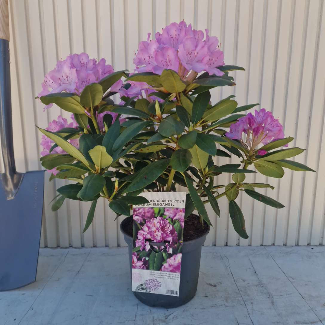 Азалия японска (Rhododendron) Roseum Elegans – храст с розово-люлякови цветове, вечнозелен, цъфтеж през пролетта