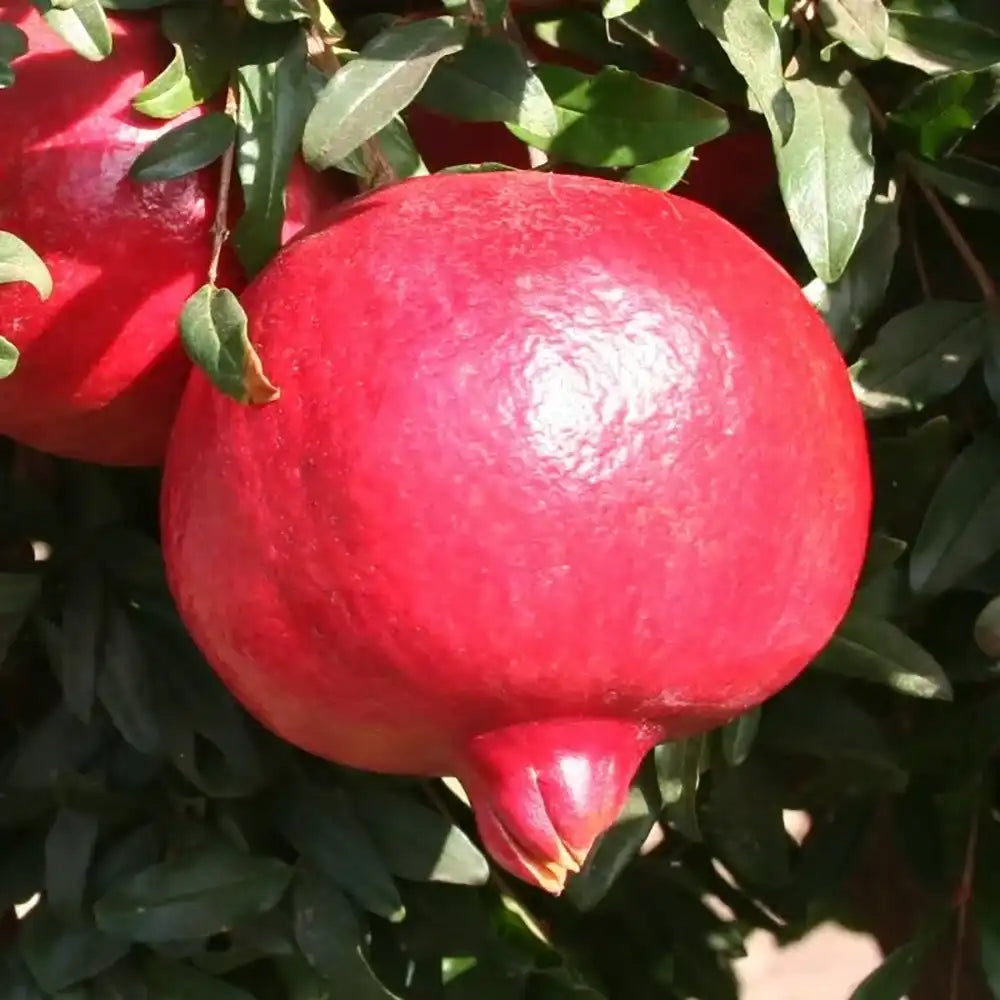 Нар храст (Punica granatum) Mollar del Elche, с едри рубинено-червени плодове, на плод от 3-та година
