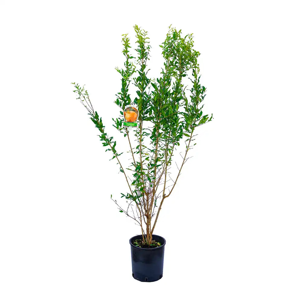 Нар храст (Punica granatum) Mollar del Elche, с едри рубинено-червени плодове, на плод от 3-та година