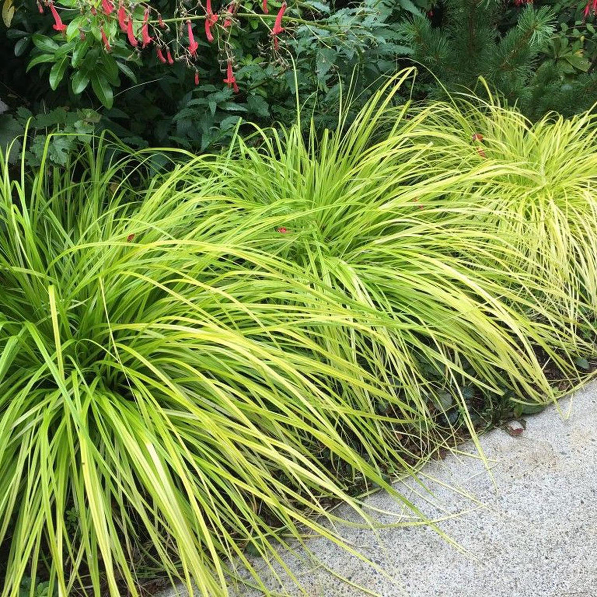 Декоративна трева Carex Rogoz Everillo, лимоненозелена