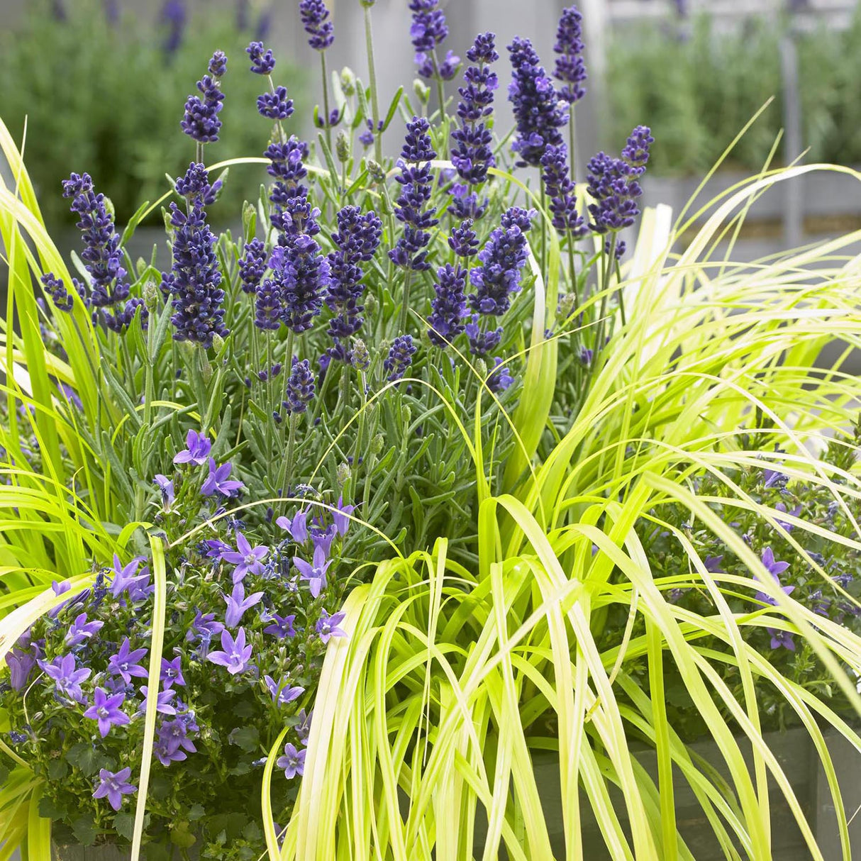 Декоративна трева Carex Rogoz Everillo, лимоненозелена