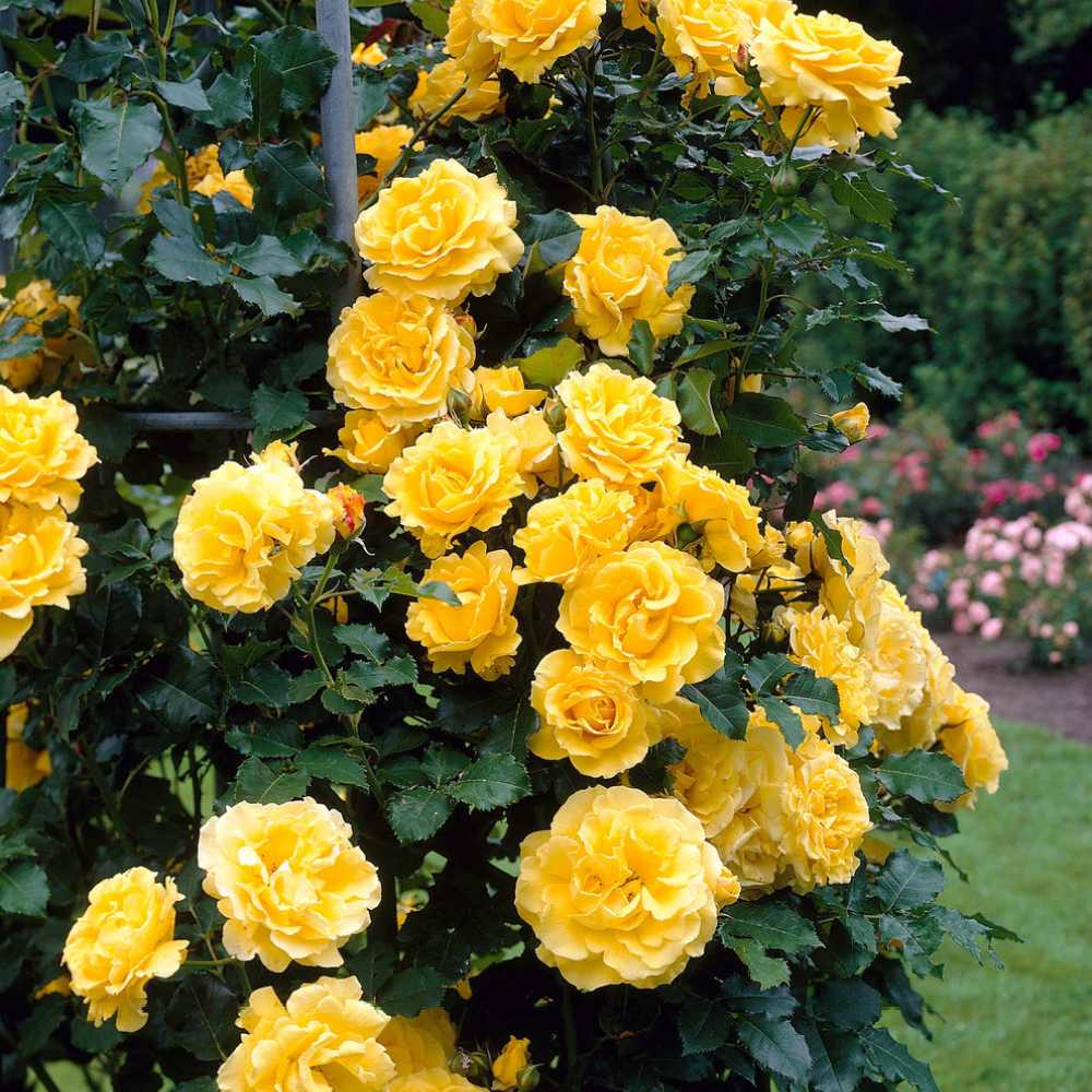 Катерлива роза Golden Climber – златистожълти ароматни цветове с продължителен цъфтеж