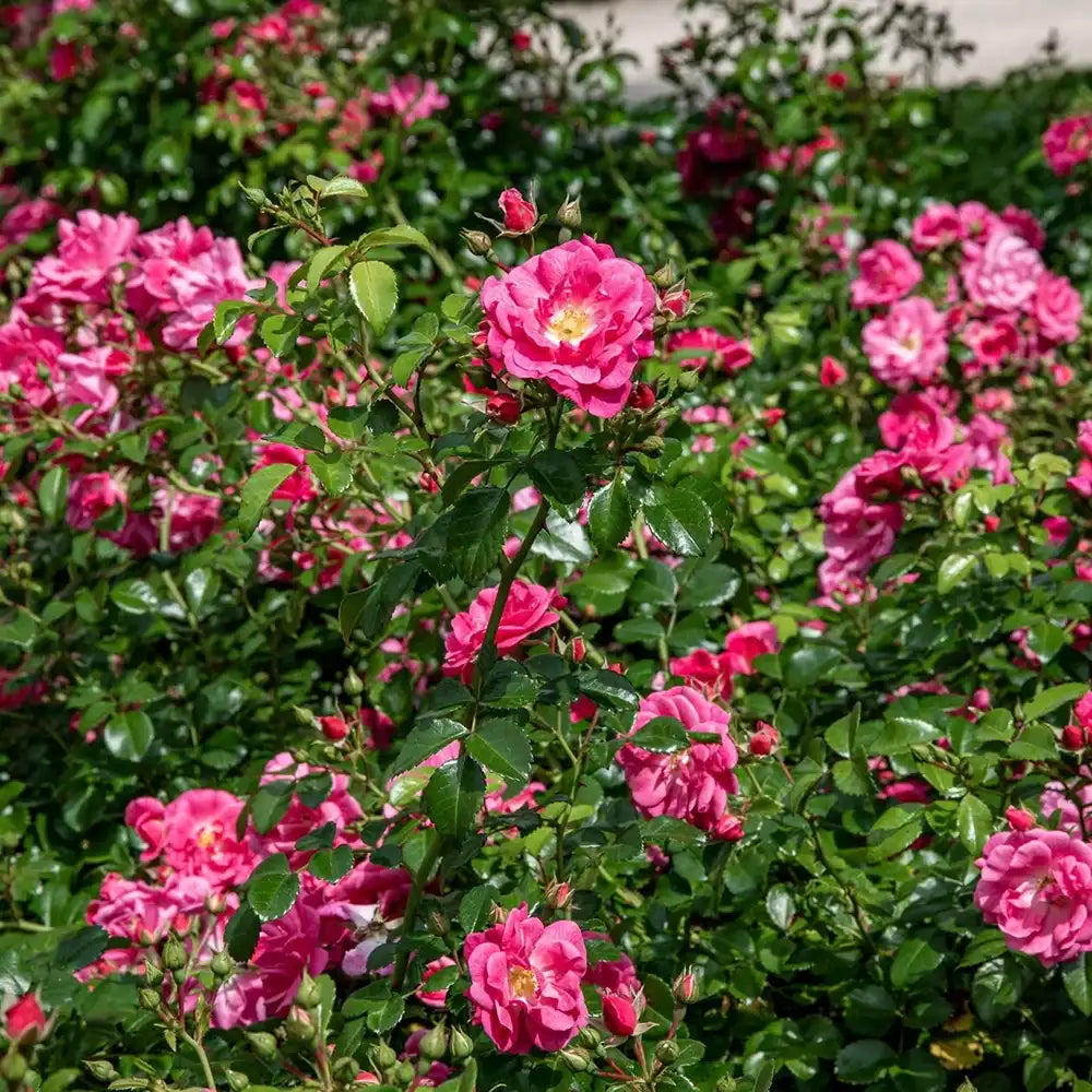 Trandafir tarator roz-intens Palmegarten Frankfurt, cu inflorire repetata