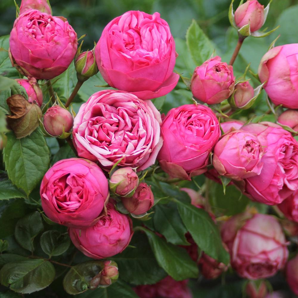 Trandafir Teahibrid roz-pink Pink Piano, inflorire repetata