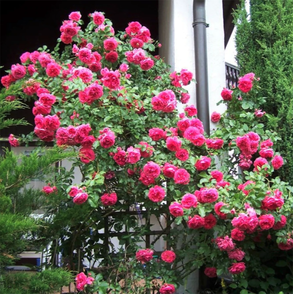 Trandafir Catarator roz-intens Rosarium Uetersen, parfum intens