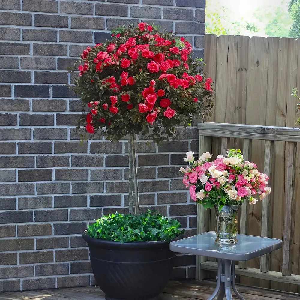 Дървовидна роза чаено-хибридна Manora, с ароматни червени цветове, повтарящ цъфтеж