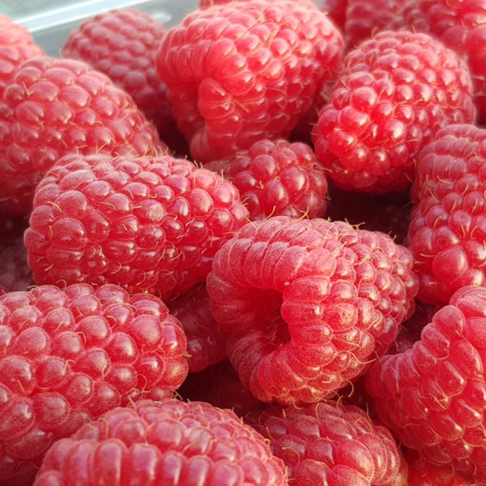 Ремонтантна малина Amal Red (Rubus idaeus), с едри червени плодове и обилен добив, 3-та година плододаване, височина 160–180 см до края на сезона