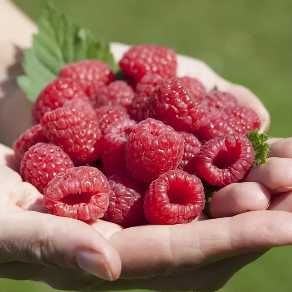 Малина Wonder (Rubus idaeus), продуктивен ремонтантен сорт с едри червени плодове и много висок добив, 3-та година плододаване, височина 160–180 см до края на сезона
