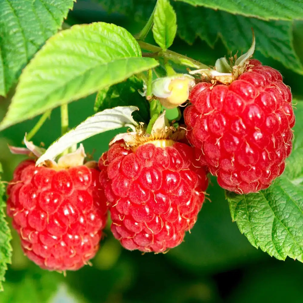 Zmeura Summerchef cu aroma intensa si fructe mari ideale pentru deserturi, an 1 pe rod