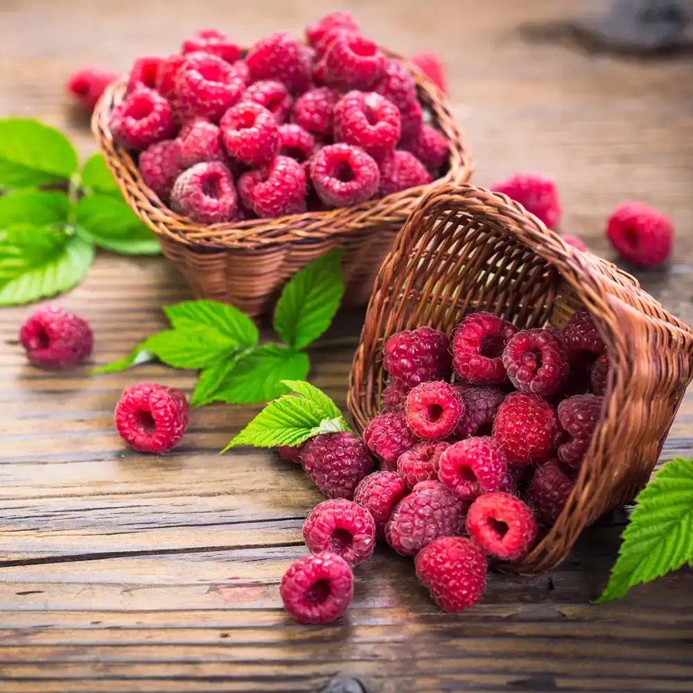 Zmeura Summerchef cu aroma intensa si fructe mari ideale pentru deserturi, an 1 pe rod