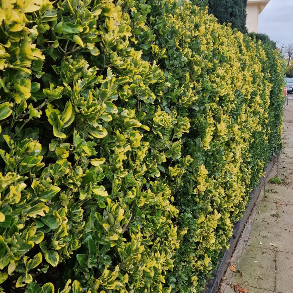 Salba Japoneza Euonimus Aureomarginatus