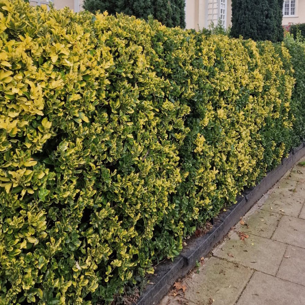 Salba Japoneza Euonimus Aureomarginatus