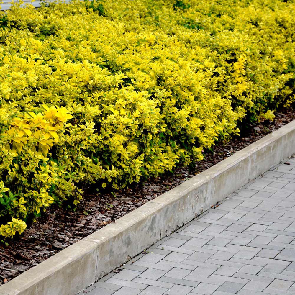 Salba Japoneza Euonimus Emerald 'N' Gold