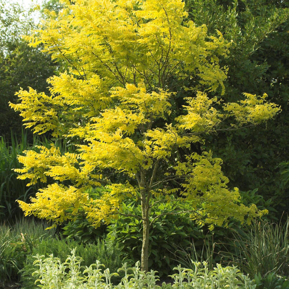 Меден салкъм (Gladitsia) Sunburst, с жълти листа