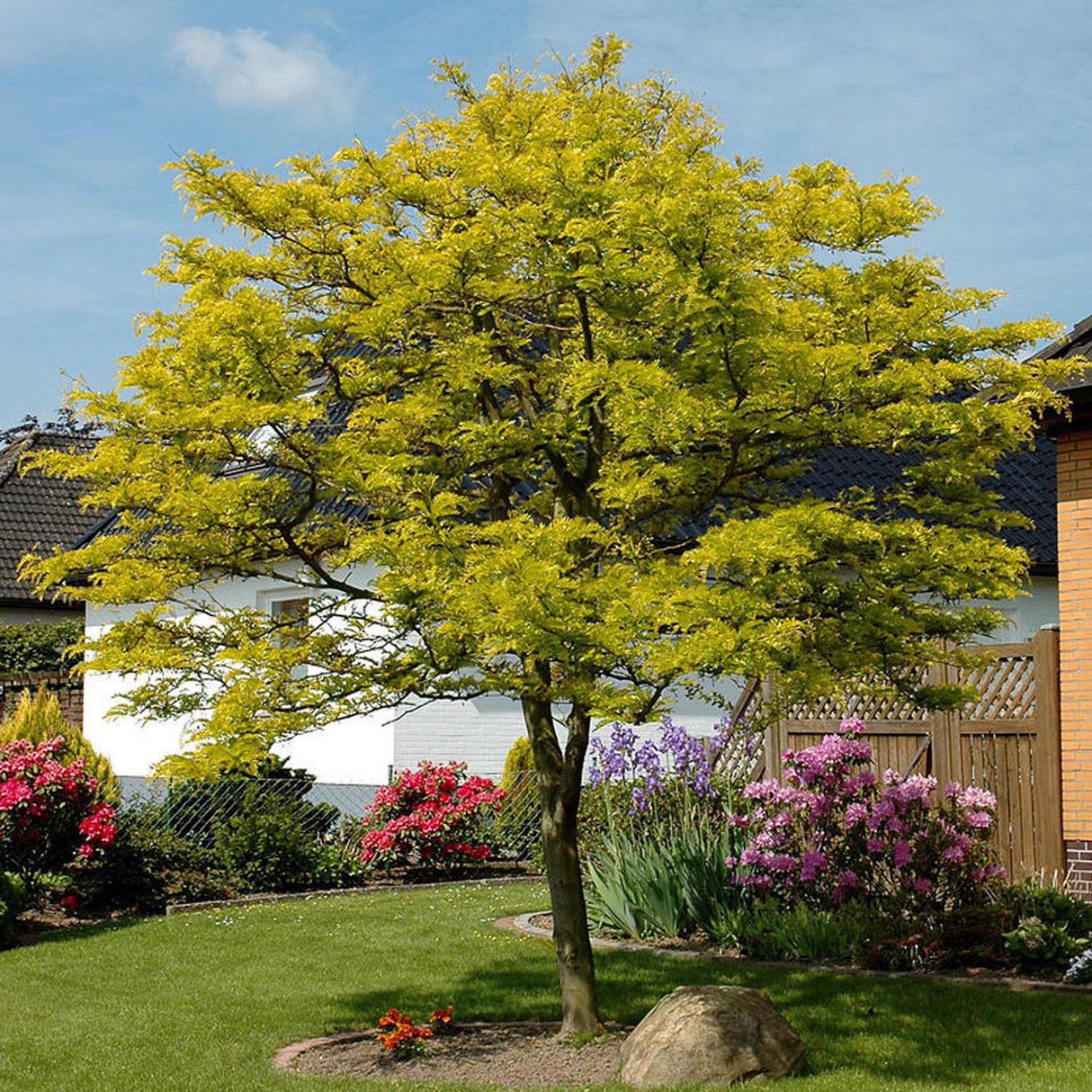 Salcam de Miere Roscovul (Gladita) Sunburst, cu frunze aurii