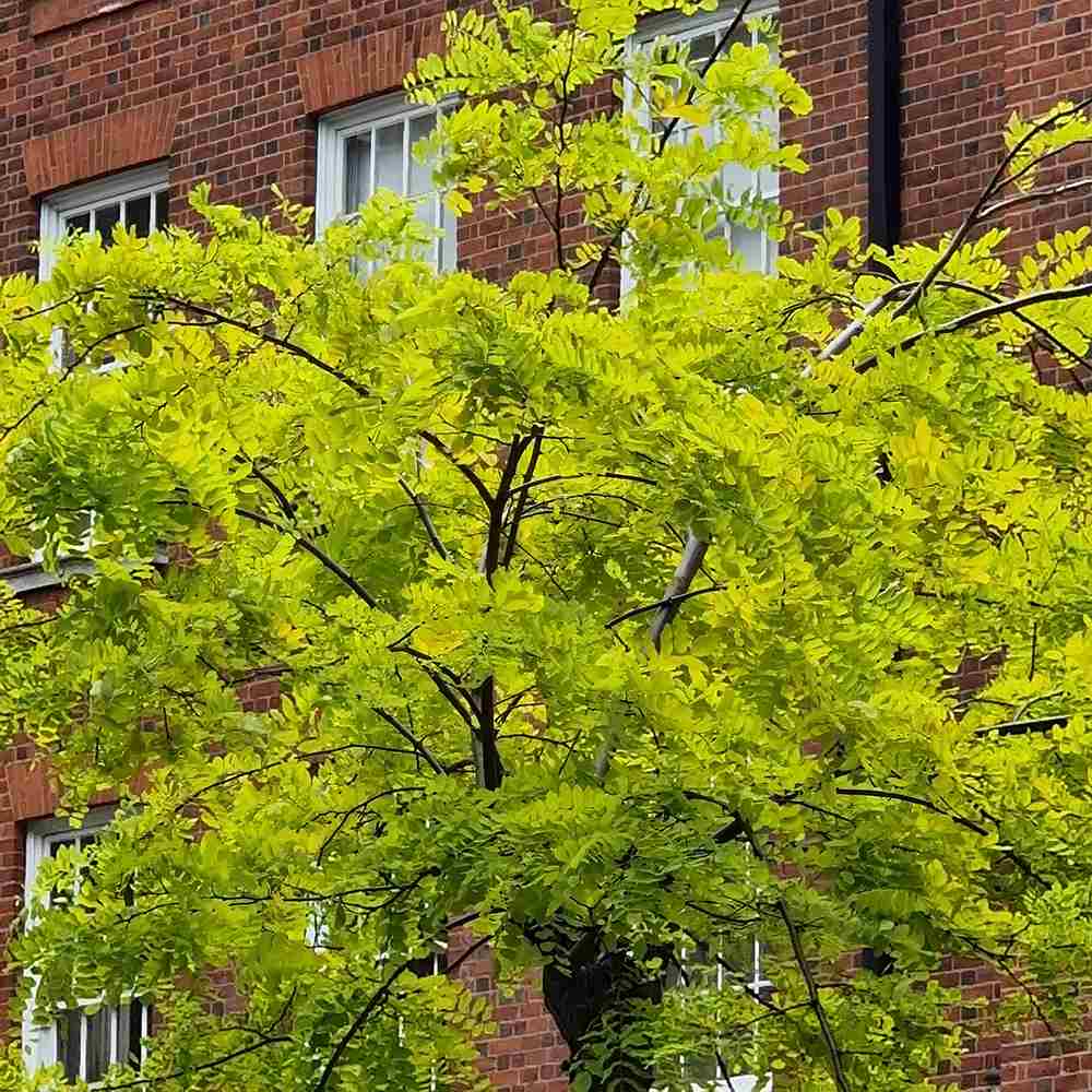 Salcam de Miere Roscovul (Gladita) Sunburst, cu frunze aurii