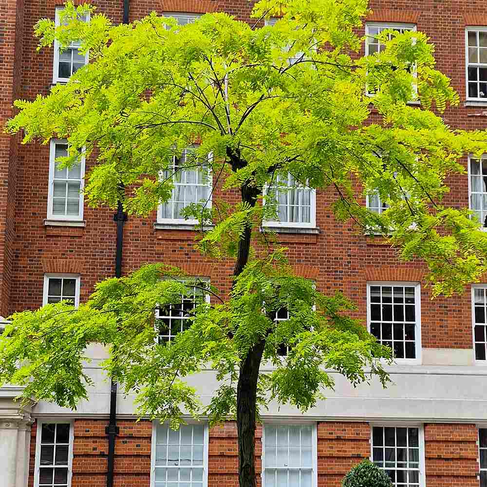 Salcam de Miere Roscovul (Gladita) Sunburst, cu frunze aurii