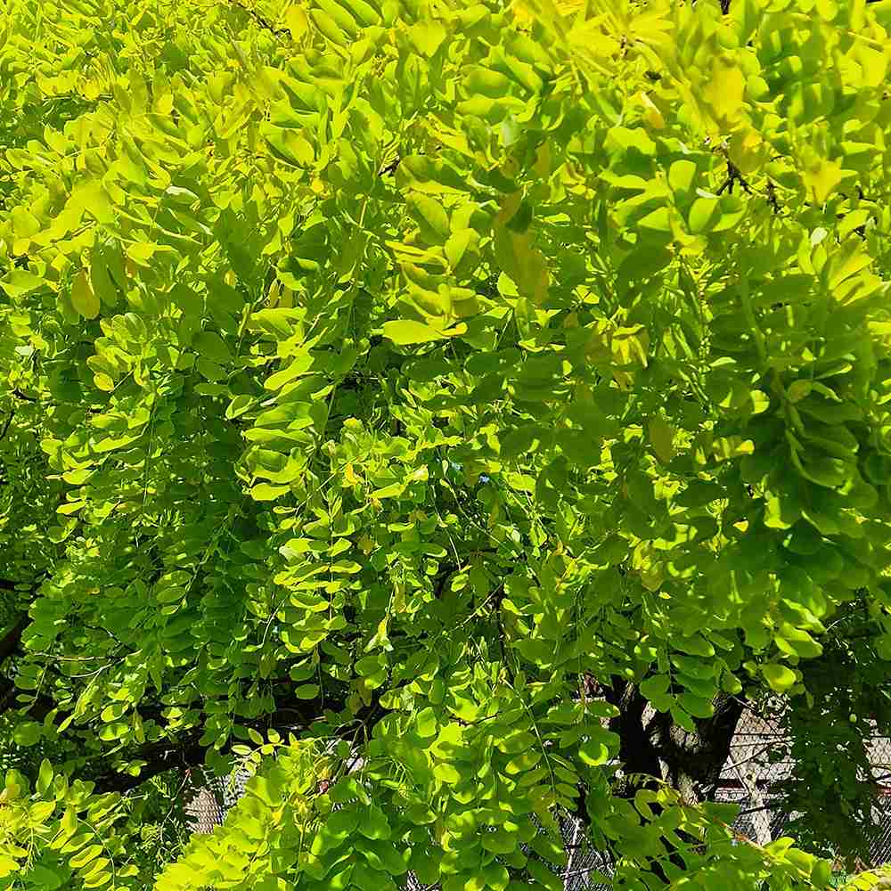 Salcam de Miere Roscovul (Gladita) Sunburst, cu frunze aurii