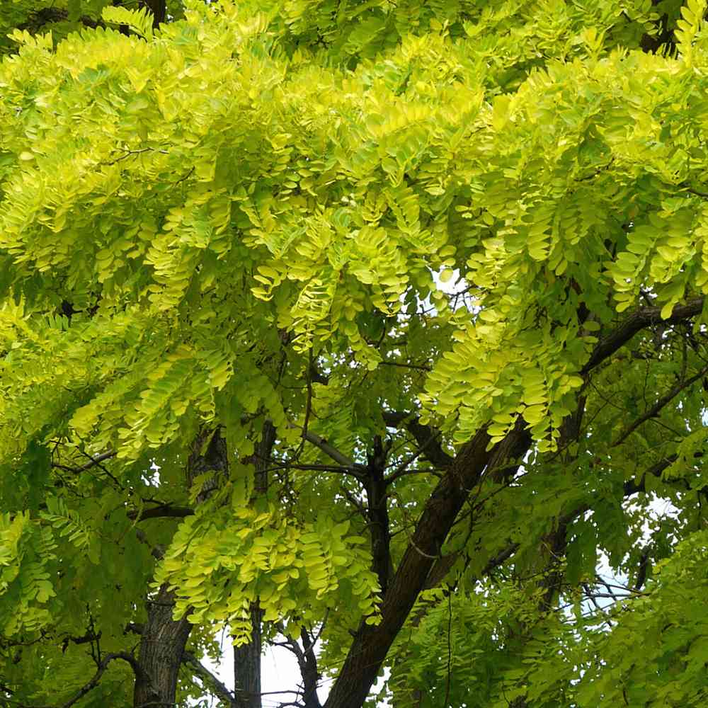 Salcam de Miere Roscovul (Gladita) Sunburst, cu frunze aurii