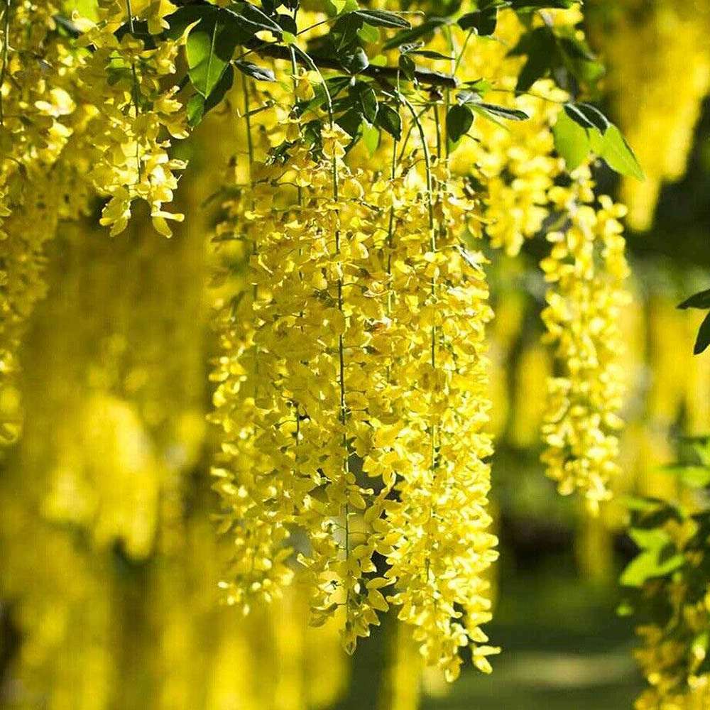 Salcam galben plangator (Laburnum anagyroides), cu flori galbene
