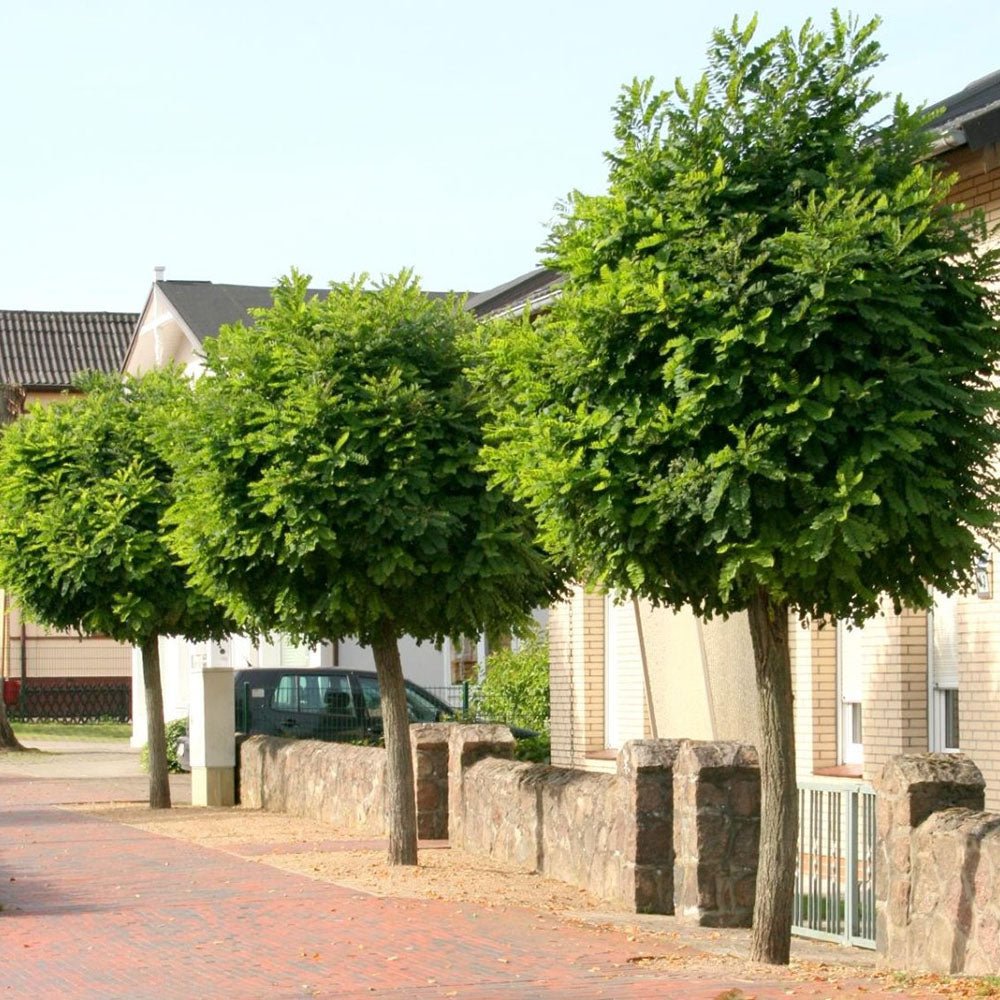 Salcam Globular (Robinia Pseudoacacia Umbraculifera)