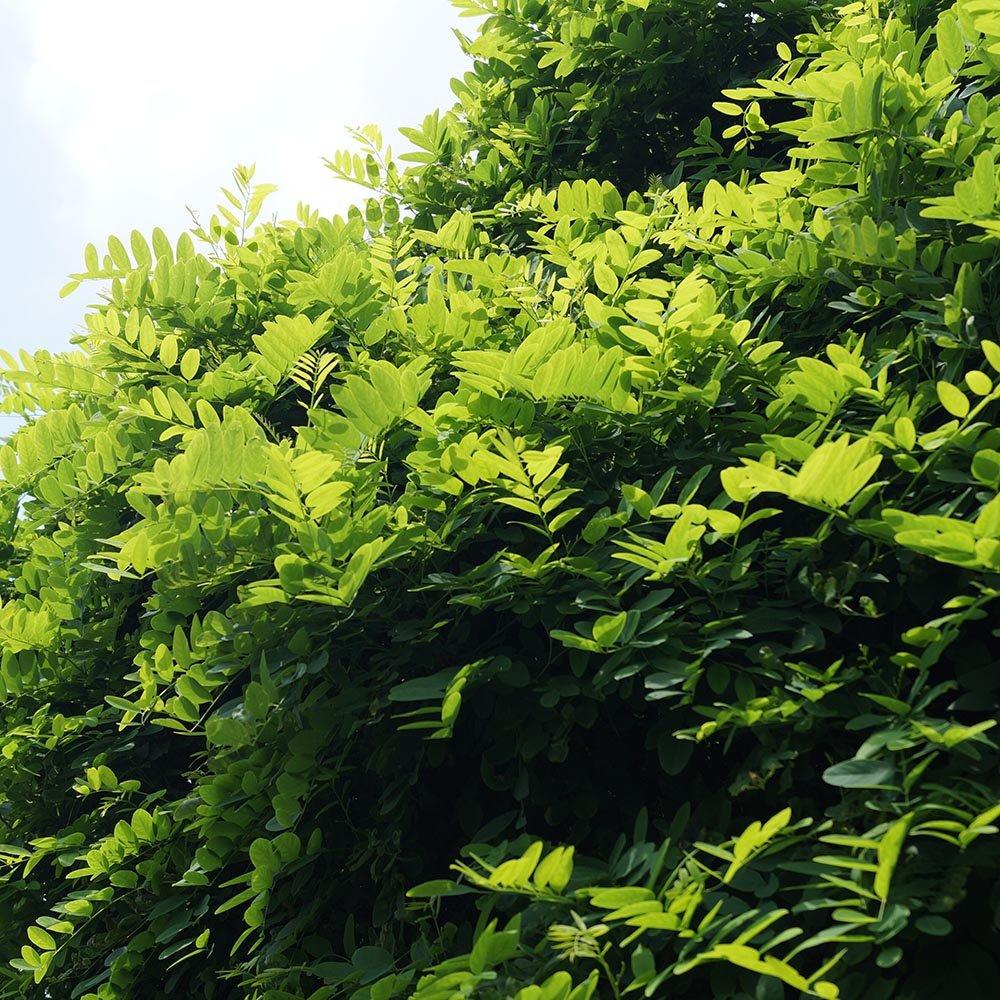 Salcam Globular (Robinia Pseudoacacia Umbraculifera)