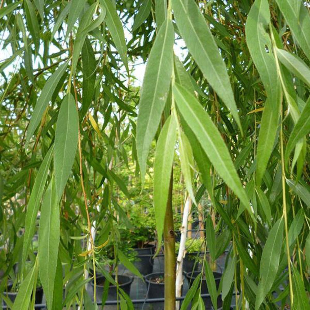 Salcie de Aur Plangatoare (Salix Sepulcralis Chrysocoma)