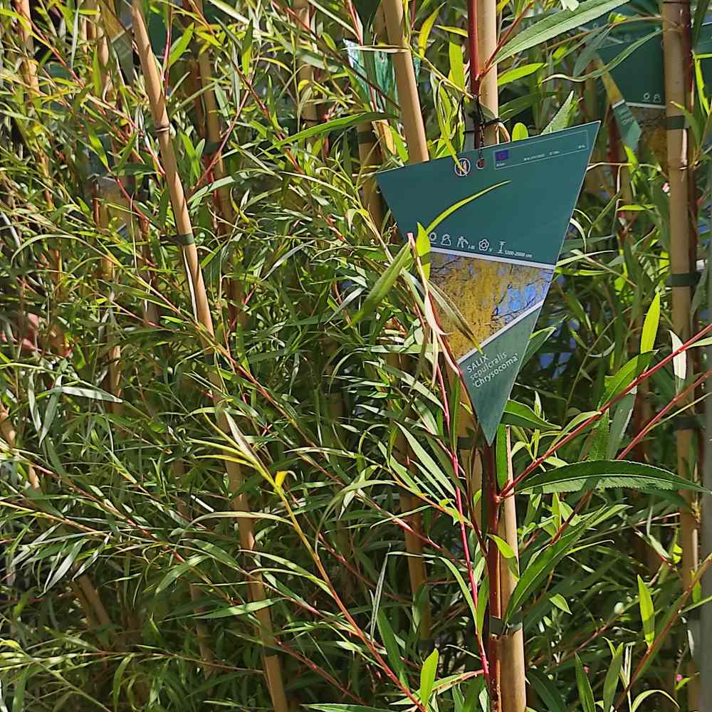 Salcie de Aur Plangatoare (Salix Sepulcralis Chrysocoma)